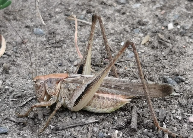Platycleis grisea - szürke rétiszöcske