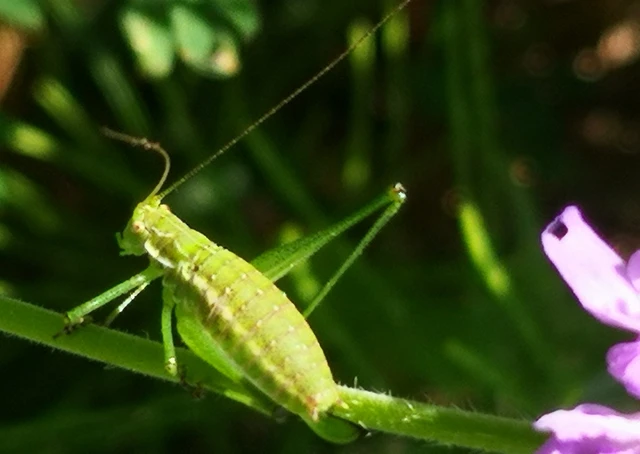 Leptophyes albovittata - közönséges virágszöcske Leptophyes albovittata - közönséges virágszöcske