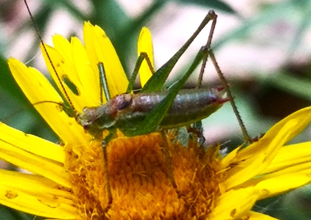 Leptophyes albovittata - közönséges virágszöcske Leptophyes albovittata - közönséges virágszöcske