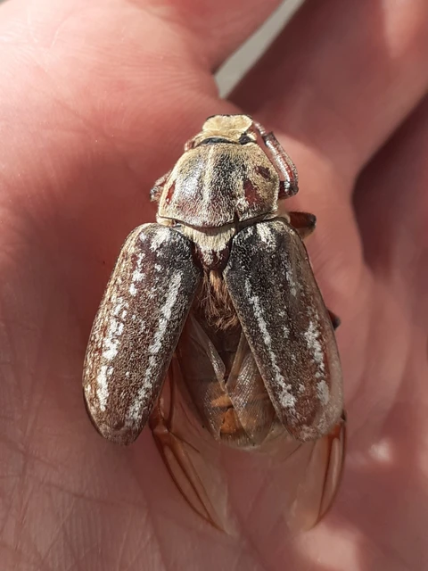 Anoxia orientalis - keleti cserebogár