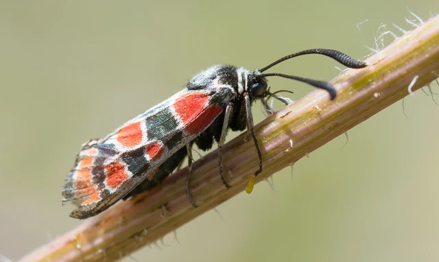 Zygaena carniolica - fehérgyűrűs csüngőlepke