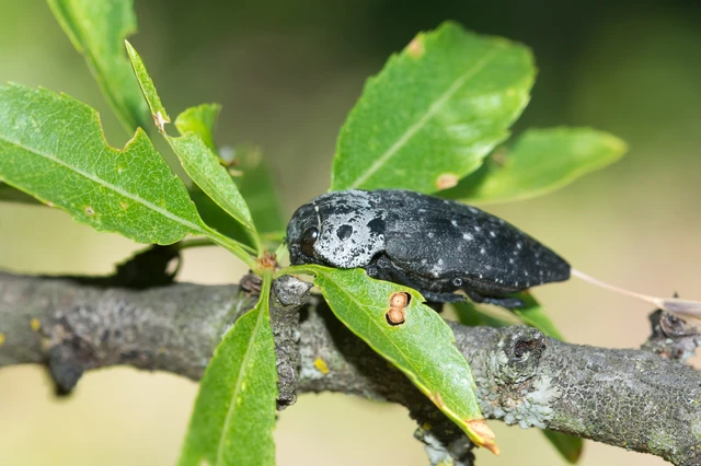 Capnodis tenebrionis - kökény-tükrösdíszbogár