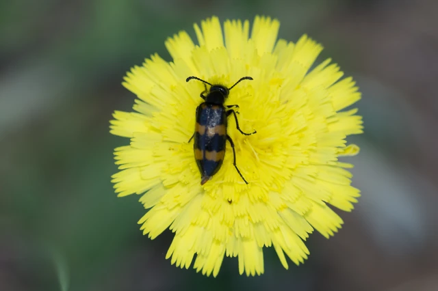 Mylabris variabilis - szalagos hólyaghúzó