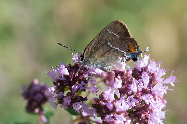 Satyrium spini - kökény-csücsköslepke