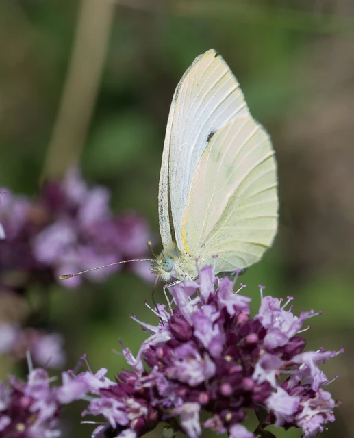 Pieris rapae - répalepke