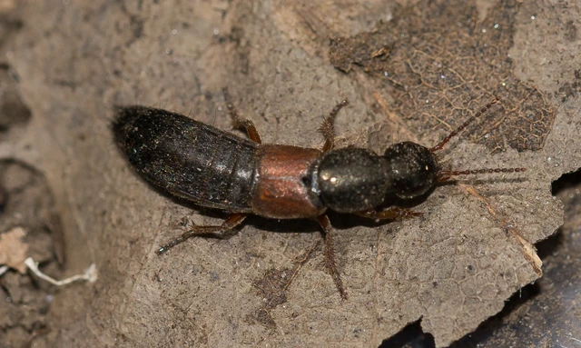 Ocypus fulvipennis - vörösszárnyú holyva