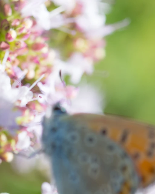 Lycaena thersamon - kis tűzlepke