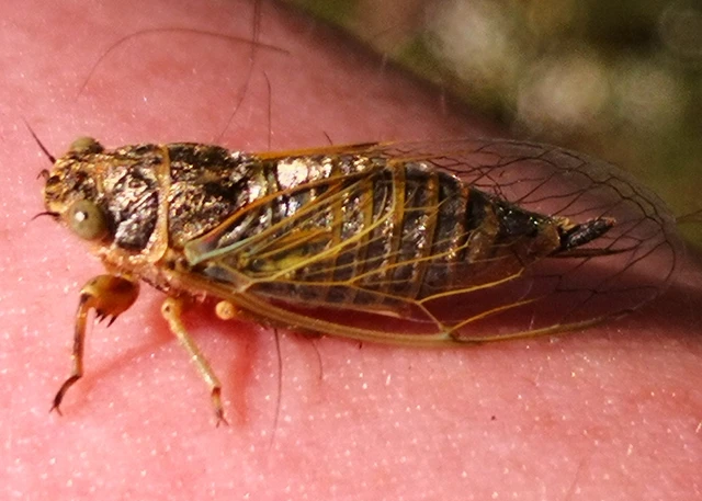 Auchenorrhyncha - Kabócák