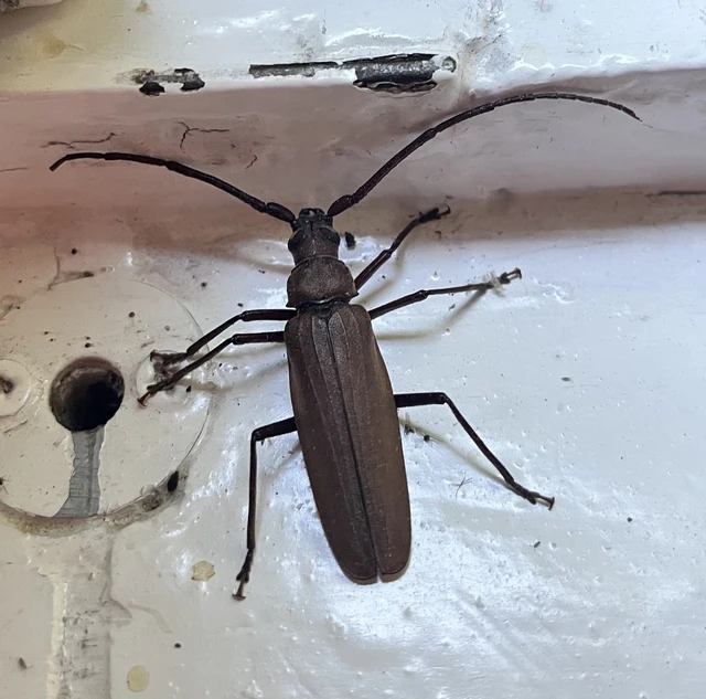 Aegosoma scabricorne - diófacincér
