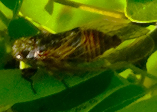 Auchenorrhyncha - Kabócák