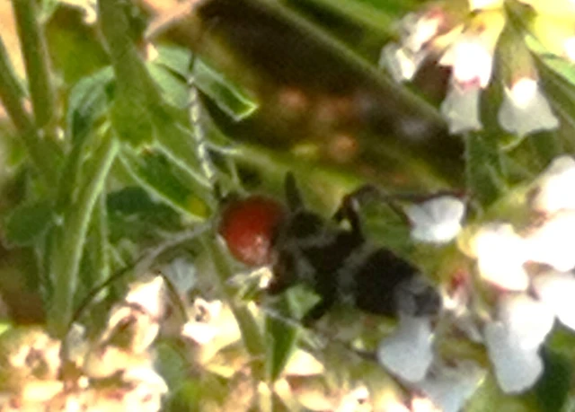 Chlorophorus hungaricus - magyar darázscincér