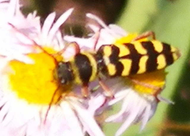 Echinocerus floralis - lucerna-darázscincér