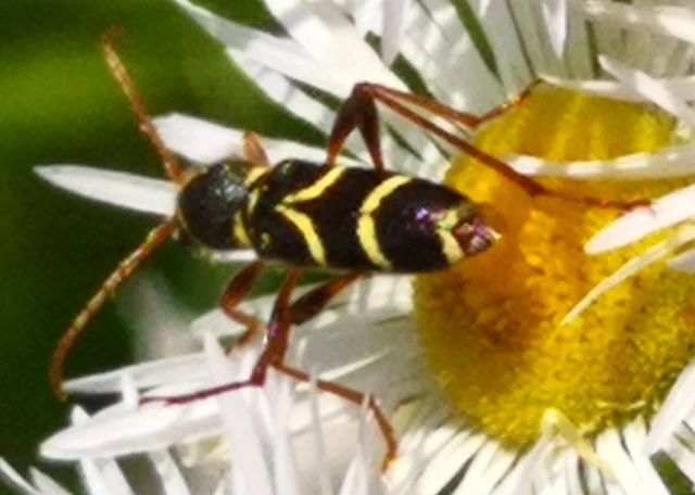 Clytus rhamni - benge-darázscincér
