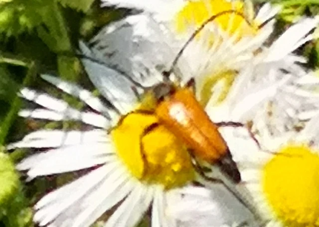 Stictoleptura fulva - vörhenyes virágcincér