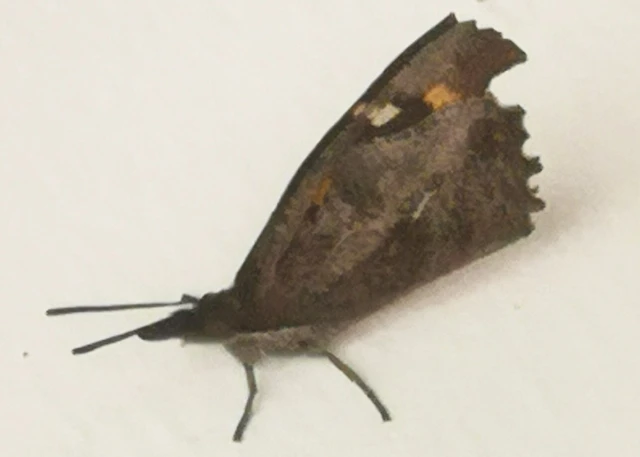 Libythea celtis - csőröslepke