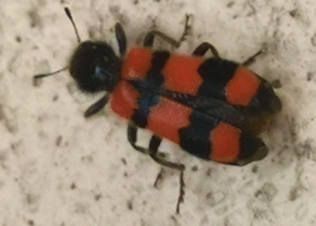 Trichodes apiarius - szalagos méhészbogár