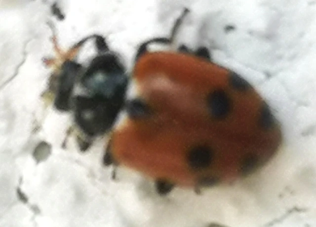 Hippodamia variegata - tizenhárompettyes katica
