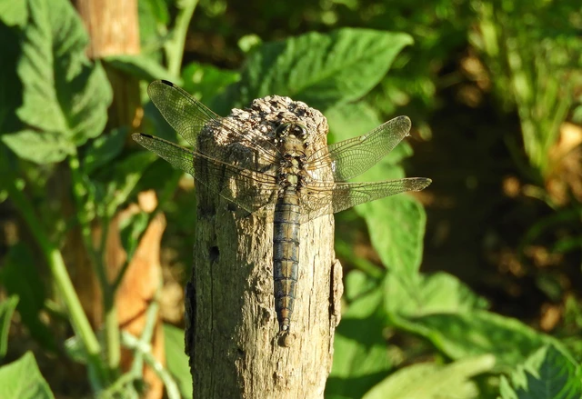 Orthetrum cancellatum - feketefarkú pásztorszitakötő