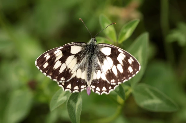 Melanargia galathea - sakktáblalepke