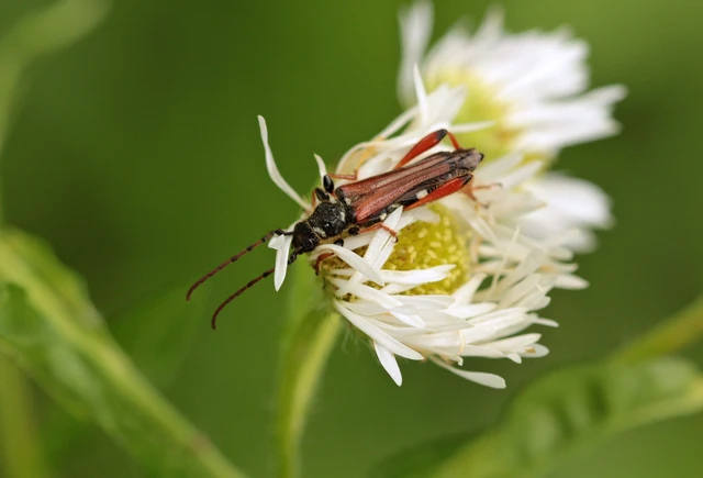 Stenopterus rufus - tarkacsápú keskenyfedőscincér