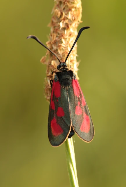 Zygaena loti - közönséges csüngőlepke
