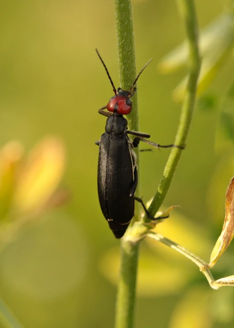 Epicauta rufidorsum - hollóbogár