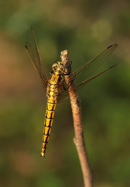 Orthetrum cancellatum - feketefarkú pásztorszitakötő