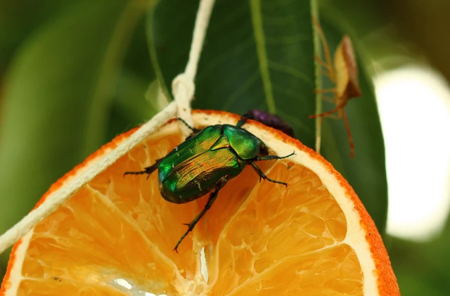 Cetonia aurata - aranyos virágbogár