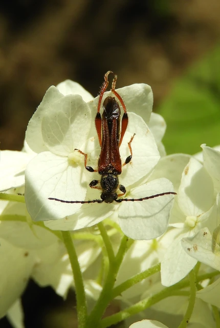 Stenopterus rufus - tarkacsápú keskenyfedőscincér