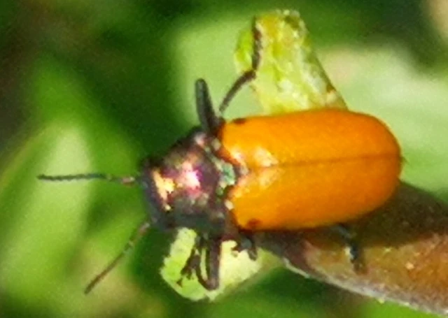 Labidostomis