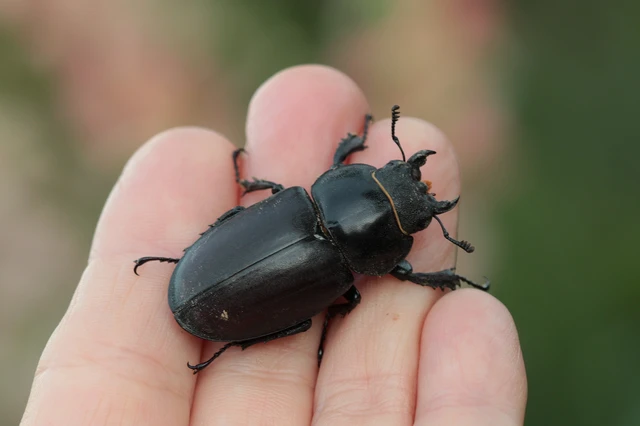Lucanus cervus - nagy szarvasbogár