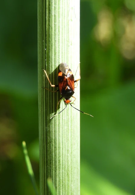 Deraeocoris ruber - vöröses mezeipoloska