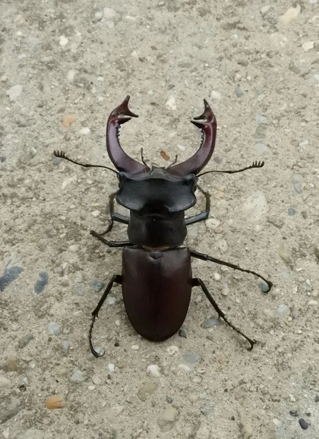 Lucanus cervus - nagy szarvasbogár