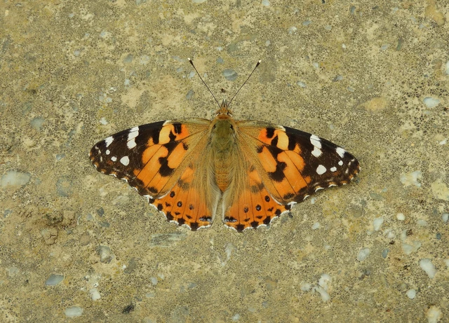Vanessa cardui - bogáncslepke
