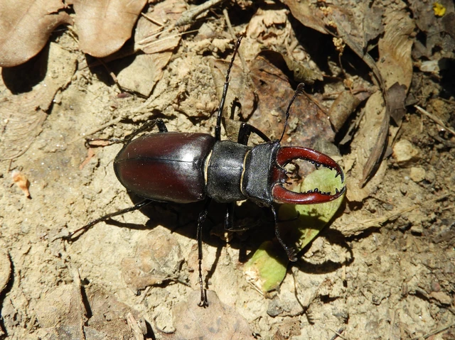 Lucanus cervus - nagy szarvasbogár