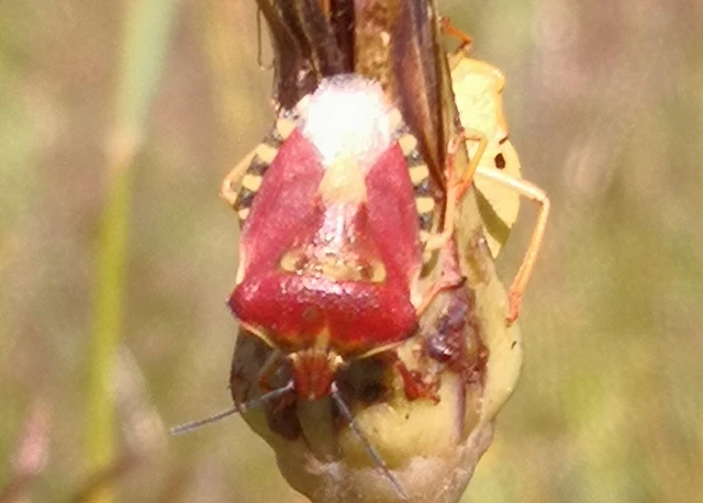 Carpocoris Carpocoris