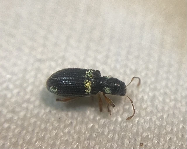 Polydrusus viridicinctus - zöldöves lombormányos