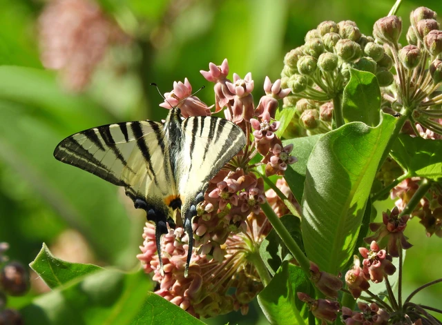 Iphiclides podalirius - kardoslepke