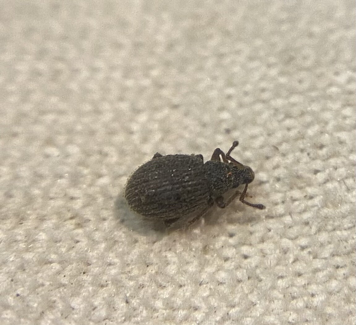 Brachysomus verae - kárpáti gyepormányos