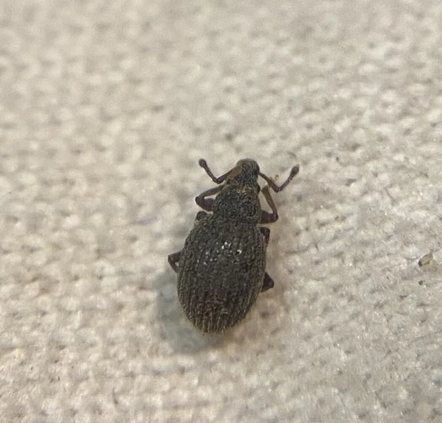 Brachysomus verae - kárpáti gyepormányos