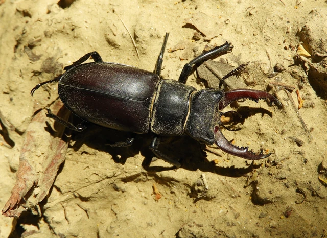 Lucanus cervus - nagy szarvasbogár