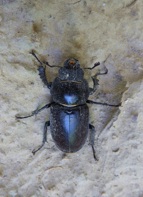 Lucanus cervus - nagy szarvasbogár