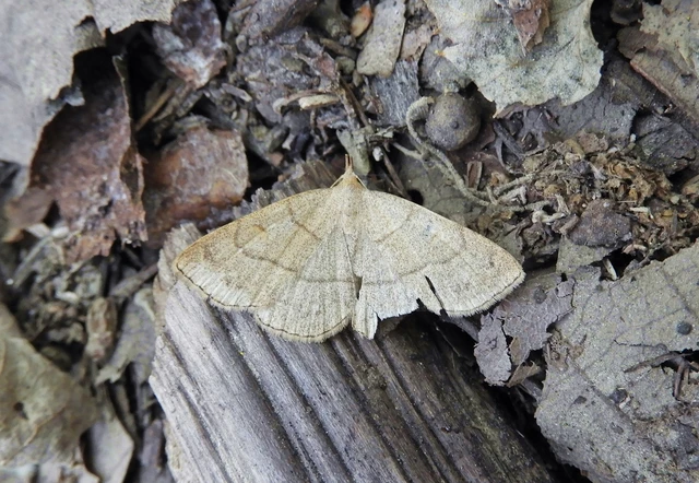 Paracolax tristalis - sárgás karcsúbagoly