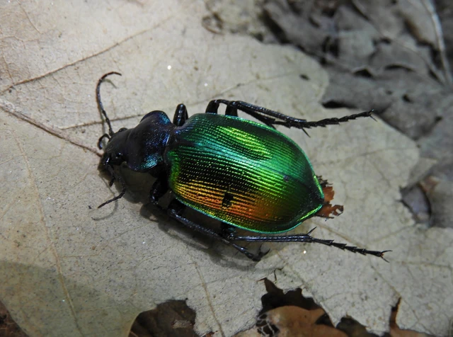 Calosoma sycophanta - aranyos bábrabló