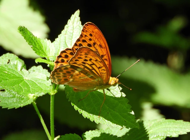 Argynnis paphia - nagy gyöngyházlepke