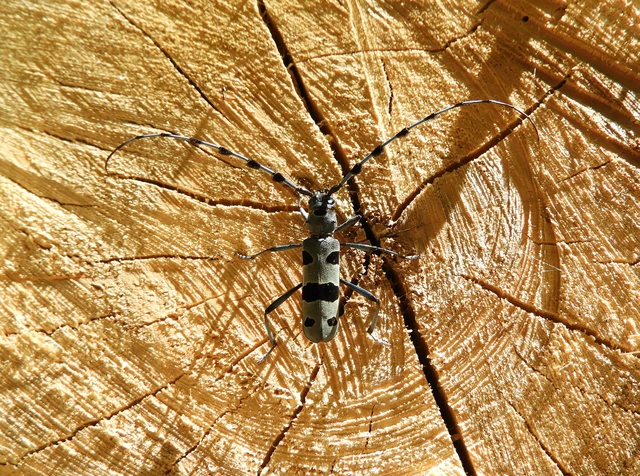 Rosalia alpina - havasi cincér