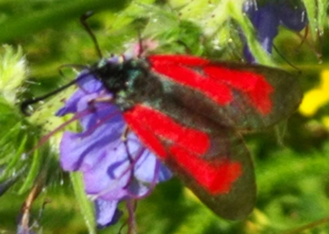 Zygaena minos/purpuralis