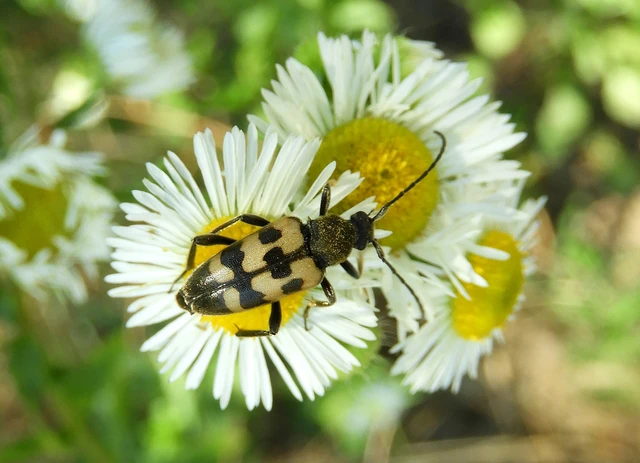 Pachytodes erraticus - rajzos virágcincér