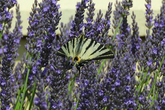 Iphiclides podalirius - kardoslepke