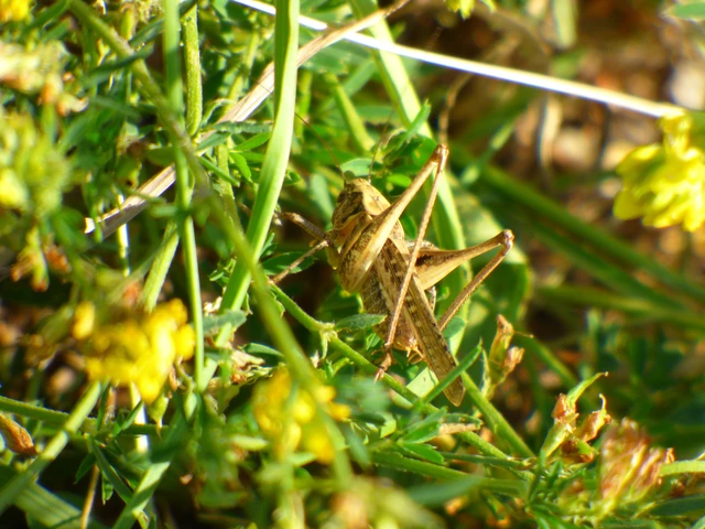 Platycleis